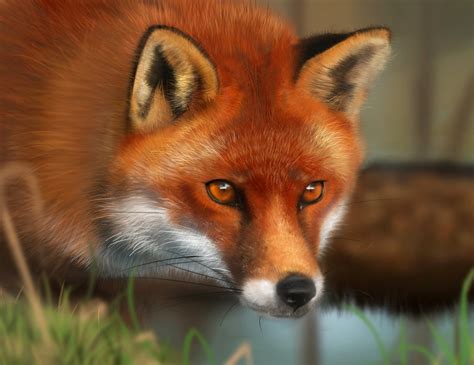 fox.jpg