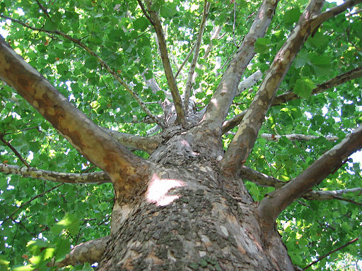 Sycamore-Bark.jpg