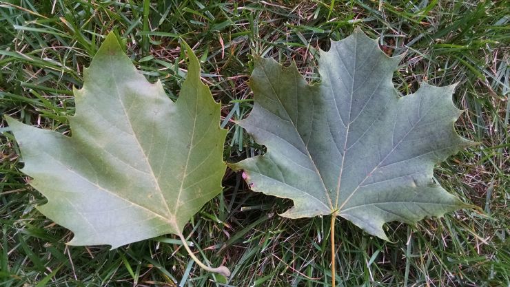sycamore tree leaves.jpg