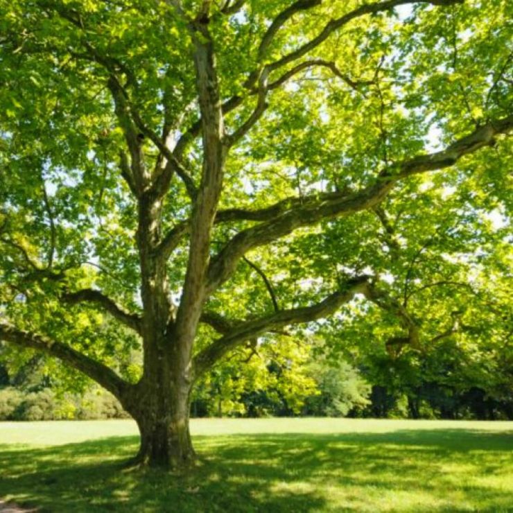 Sycamore_Tree_1.jpg