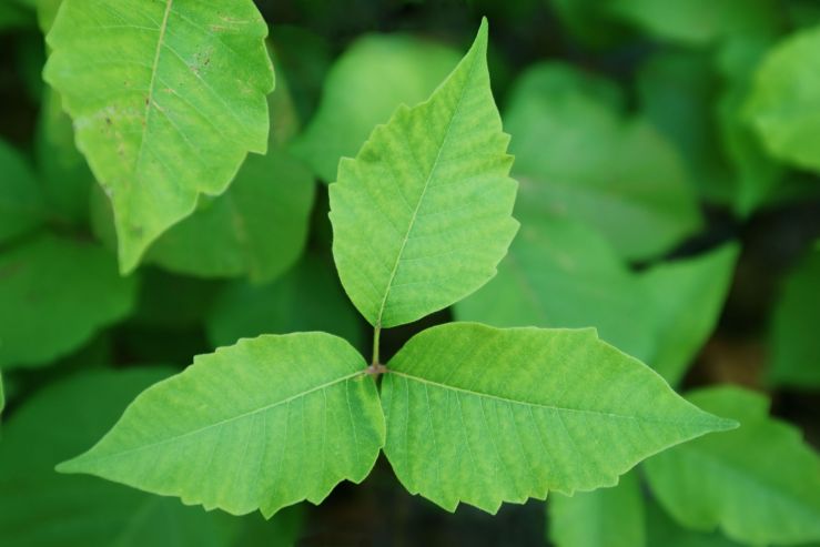 poison-ivy--toxicodendron-radicans-.jpg